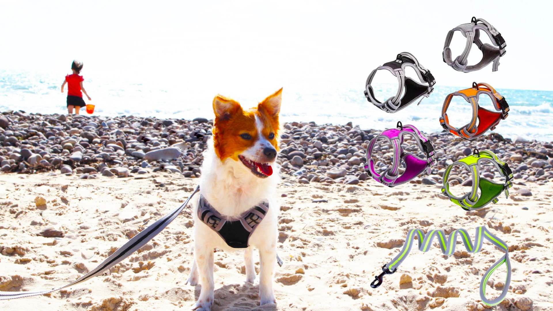 Beach scene with dog wearing the deluxe harness from RubyPet, and graphic showing products.